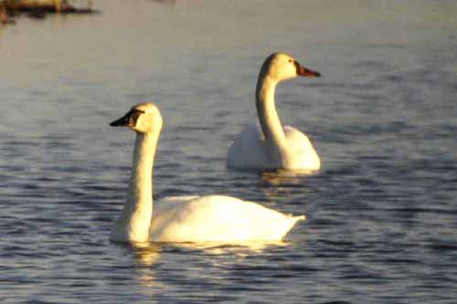Swans 068.jpg