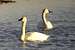 Swans 068.jpg